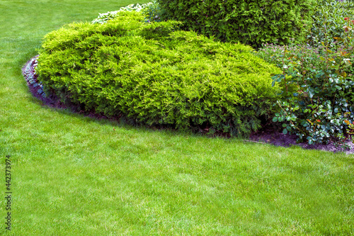 evergreen arborvitae bush of thuja in a backyard flower bed, landscaped garden bed with lawn and copy space, nobody.