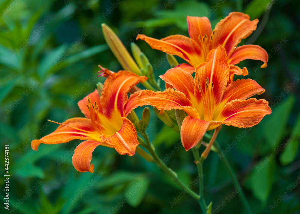 Blooming orange flower on a green background Blooming orange flower on a green background