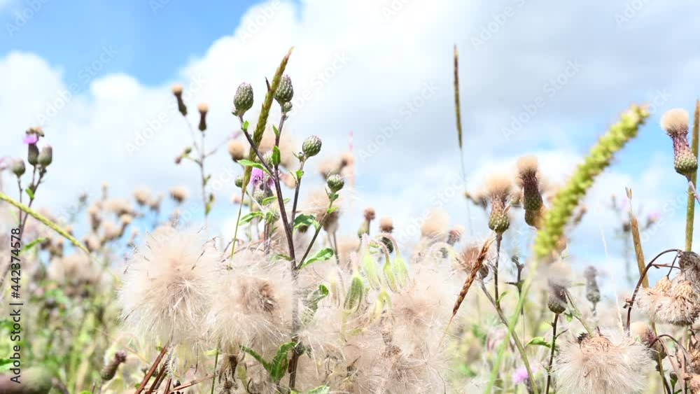 Natur Wildblumenwiese Naturwiese in den Bergen mit Pflanzen und Blumen blühen Vielfalt im Sommer Wind