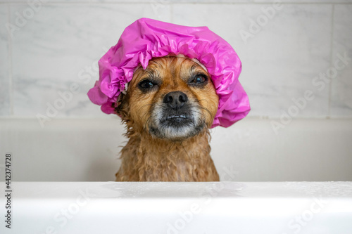 Cute dog wearing shower cap in bathtub