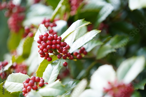 berries of a currant