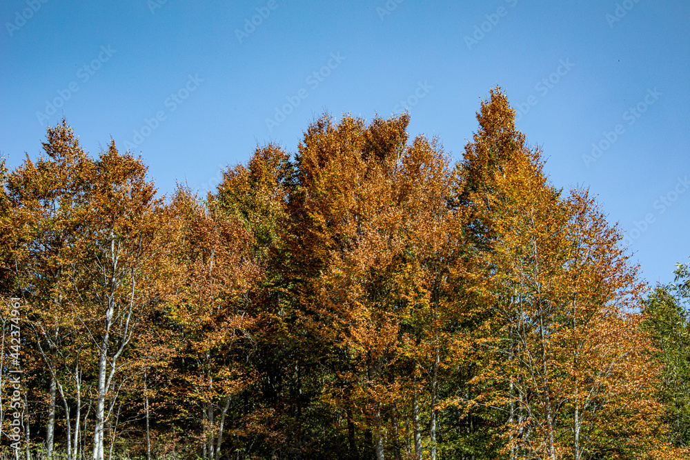An image of the huge forest which seems a little bit yellow during summer. With the clear blue sky they complete each other in the nature. An image of the huge forest which seems a little bit yellow during summer. With the clear blue sky they complete each other in the nature.