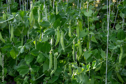 Green pea growing in garden with strings in sun light