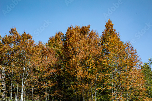 An image of the huge forest which seems a little bit yellow during summer. With the clear blue sky they complete each other in the nature.