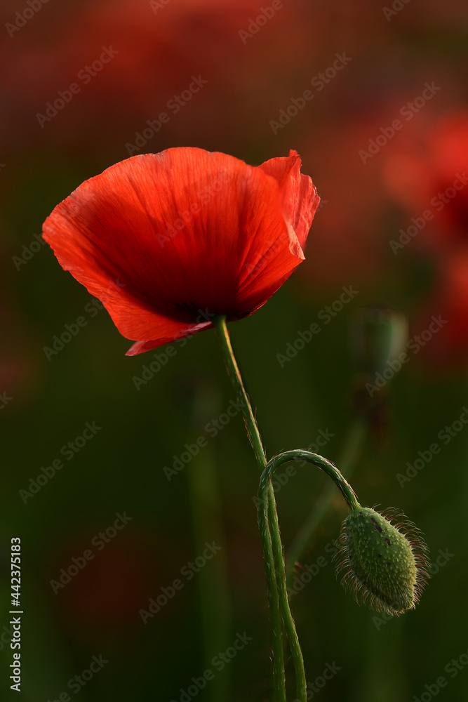 Obraz premium Möhnblume