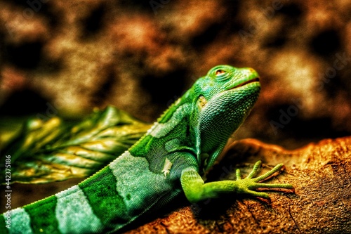 green lizard on a branch