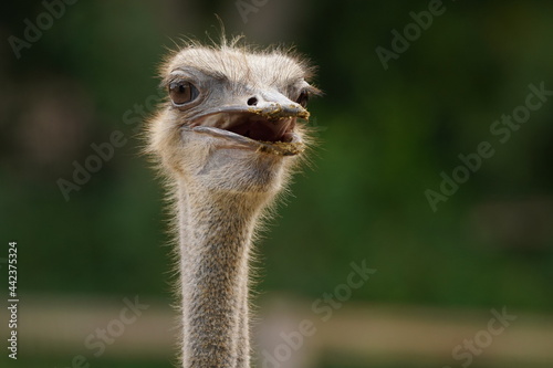 ostrich head close up