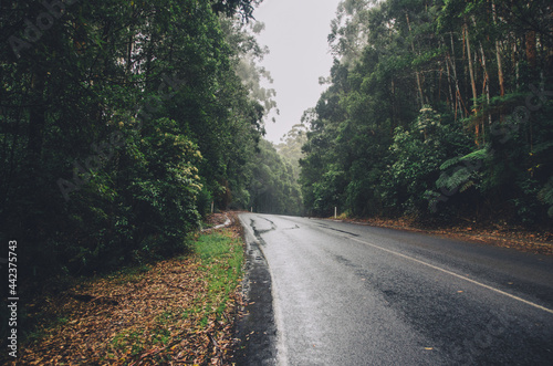 Wet road in a forest on overcast day photo