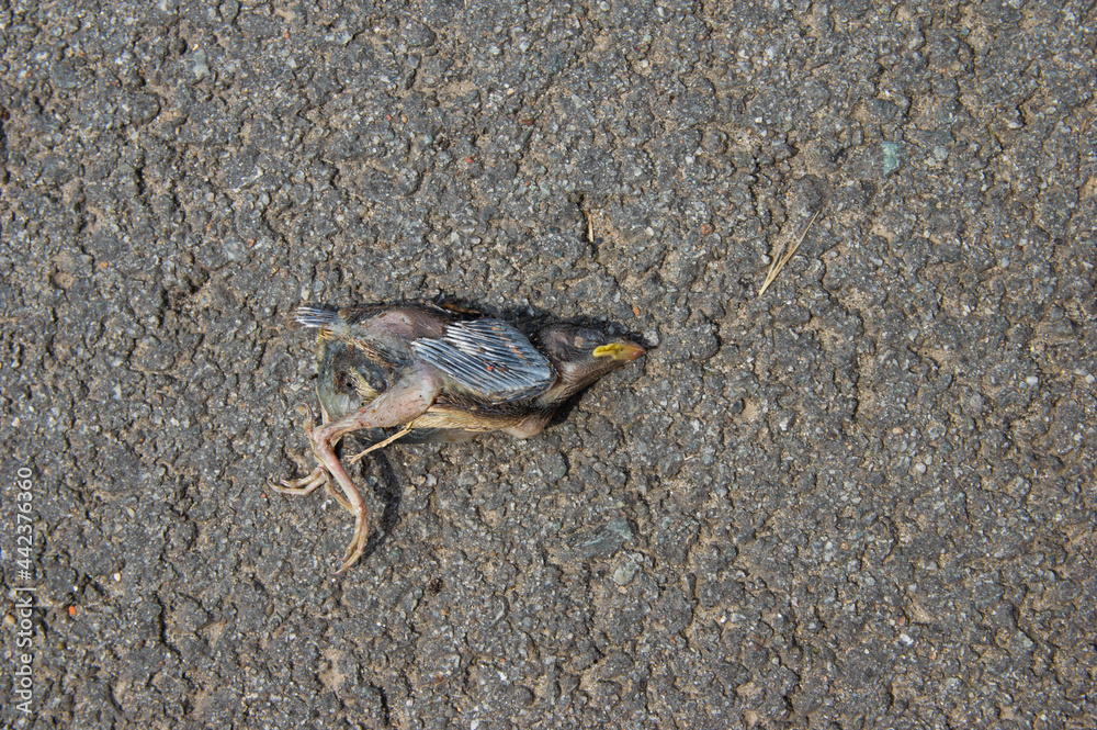 dead baby sparrow lying on tarmac road.