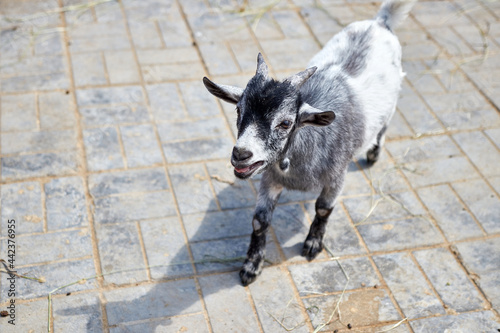 A small goat happily runs around the farm.