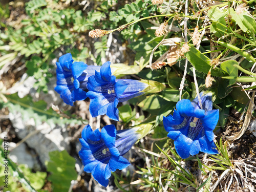 Gentiana clusii | Clusius-Enzian oder Echter Alpenenzian mit Kelchblätter wie einer langen Kelchröhre. Blütenkrone mit Intensiv blaue, innen weißlich gestreifte und dunkelblau gepunktete. Kronblätter  photo