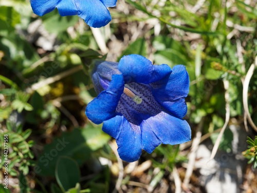 Gentiana clusii | Clusius-Enzian oder Echter Alpenenzian. Blüte im Detail, Intensiv blaue Blütenkrone, innen weißlich gestreifte und dunkelblau gepunktete photo