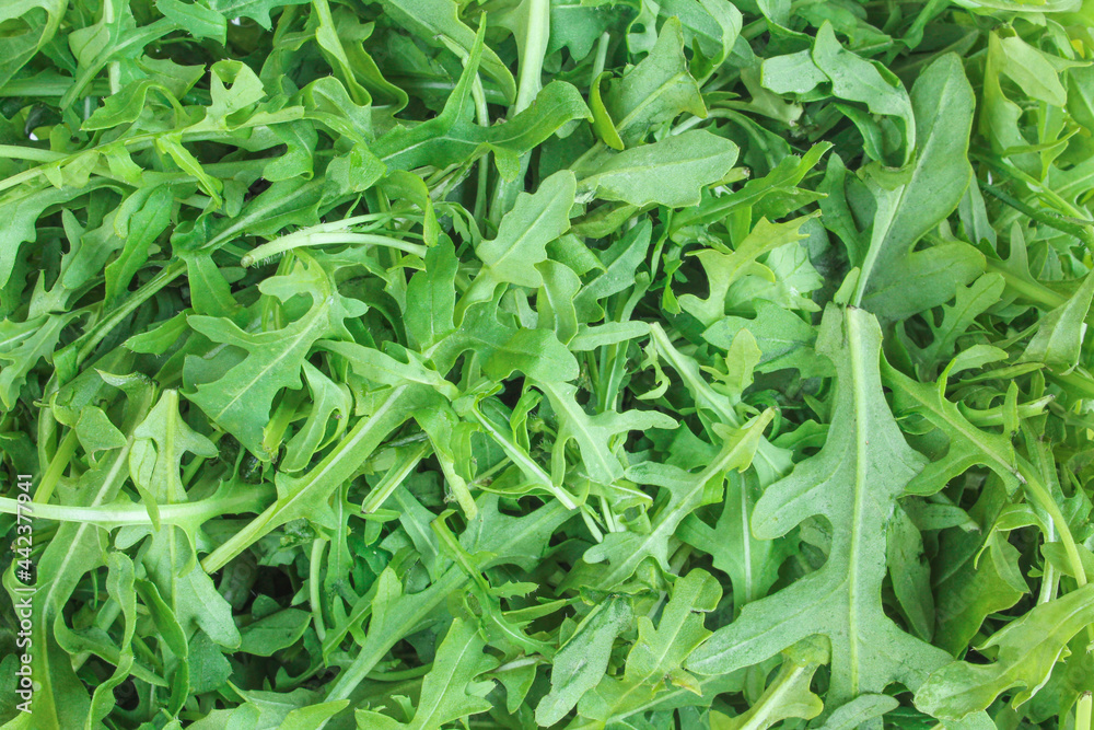 Rucola vegetable full screen. Vegan food background Rucola vegetable full screen. Vegan food background