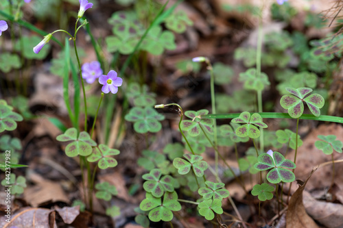 Blooming Violet woodsorrel on forest floor
