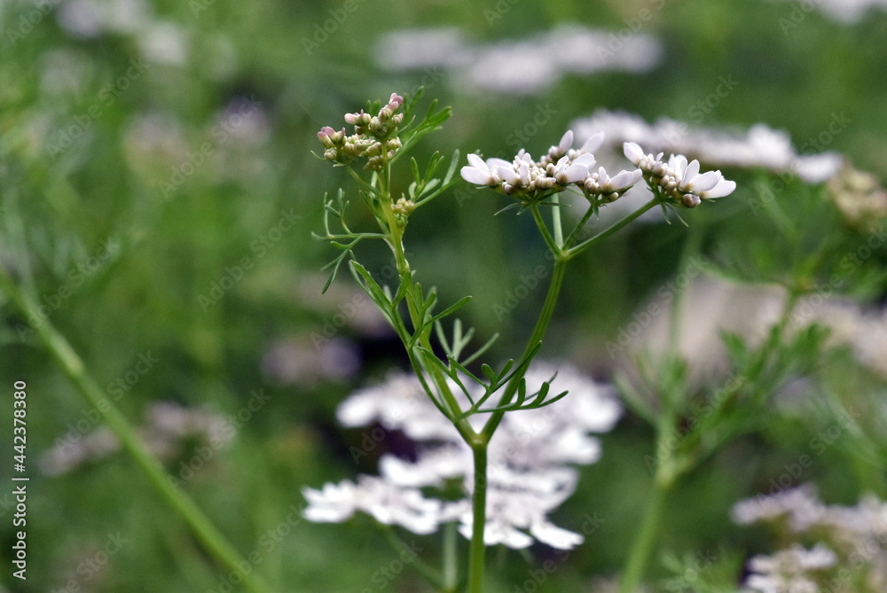 Nahaufnahme von weißen Korianderblüten Nahaufnahme von weißen Korianderblüten