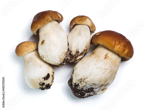 Mushrooms Porcini (Boletus edulis) on the white background.