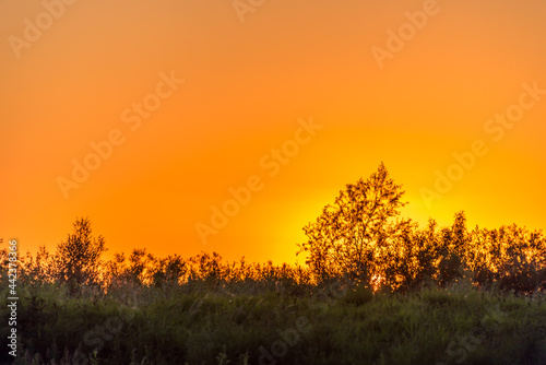 Bright Orange Sunset with Branches of Trees in Black