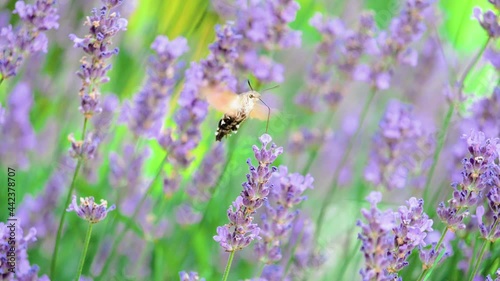 Beautiful butterfly on a flower. Summer field. Slow motion shot.