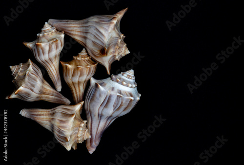 striped whelk shells clustered on black background photo
