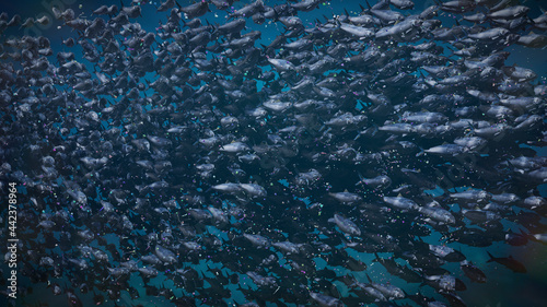 shoal of herrings between plastic pollution, microplastic particles in ocean water