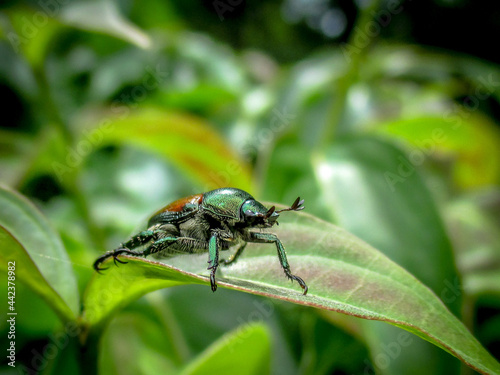 Beetle © Joshua