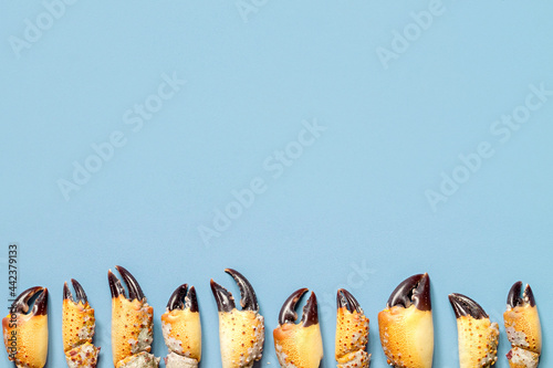 Summer background. Crab claws on a blue background photo