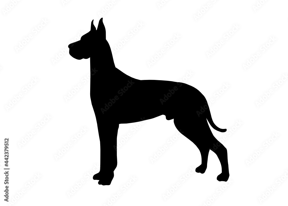 Great Dane dog silhouette, Vector illustration silhouette of a dog on a white background. Great Dane dog silhouette, Vector illustration silhouette of a dog on a white background.