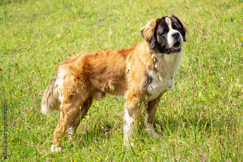 Saint Bernard dog in a field of green grass