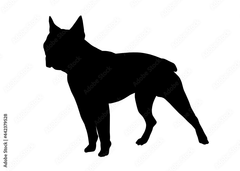 Boston terrier dog silhouette, Vector illustration silhouette of a dog on a white background.
