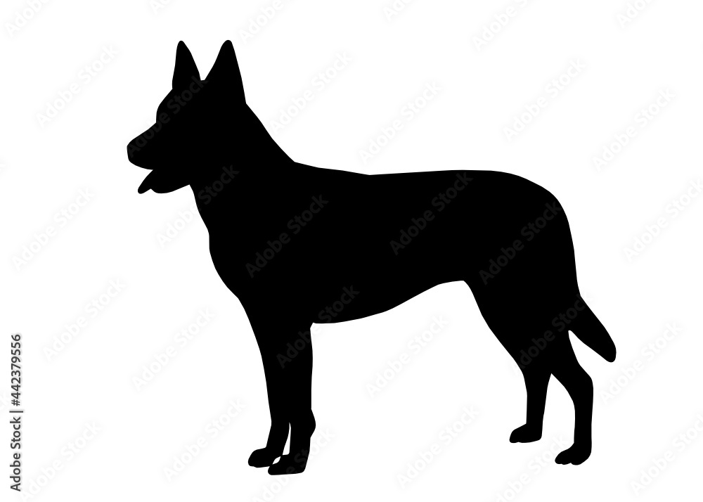 Dutch shepherd dog silhouette, Vector illustration silhouette of a dog on a white background.