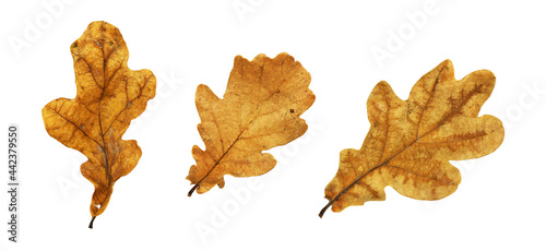 Foto Set of autumn oak leaves isolated