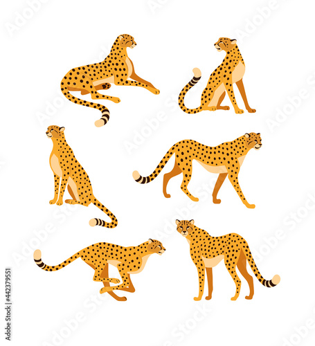 Tableau sur toile Cheetah collection