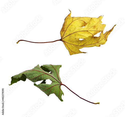Autumn maple dry leaves iso...