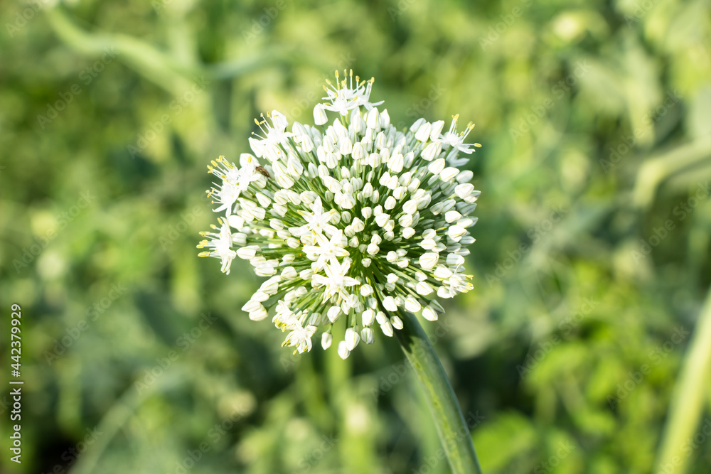 Flowering stems of onions onions flowers Flowering stems of onions onions flowers