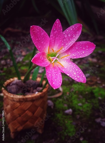 pink cyclamen in a pot