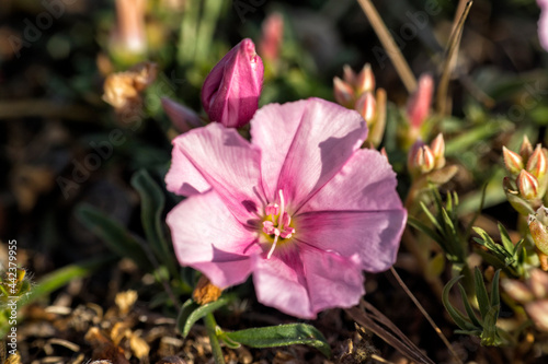 macro photo shoot of convolvulus cantabrica flower photo