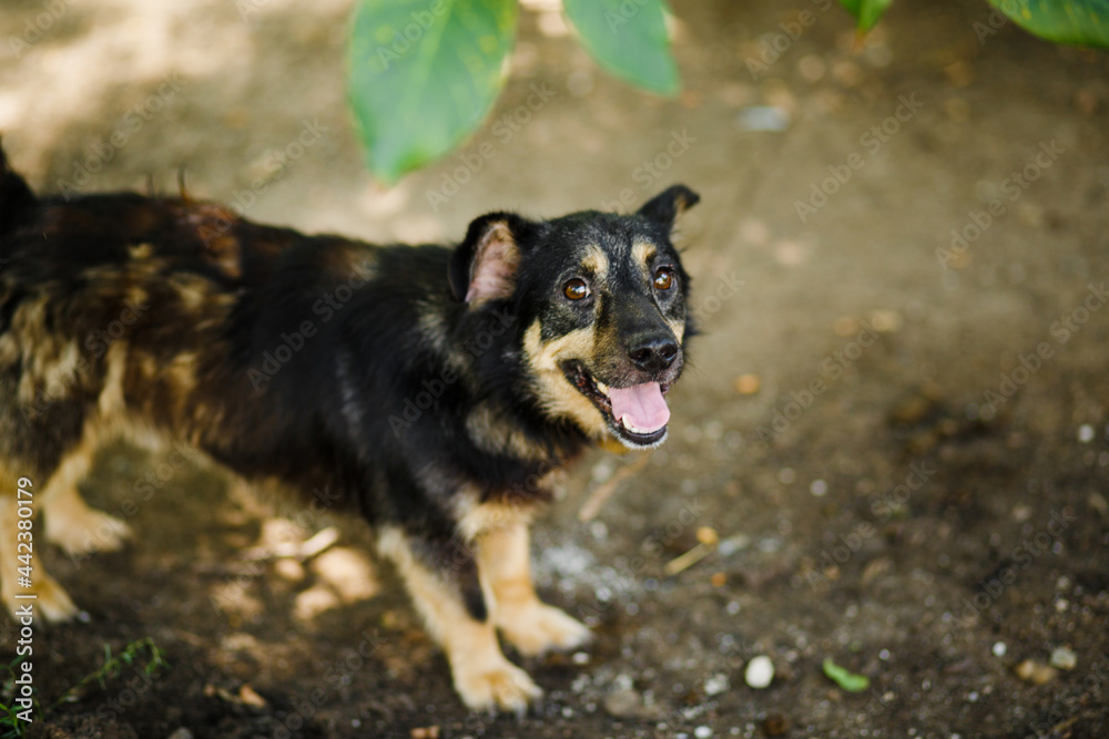 Little street dog with a satisfied muzzle smiles at the camera Little street dog with a satisfied muzzle smiles at the camera