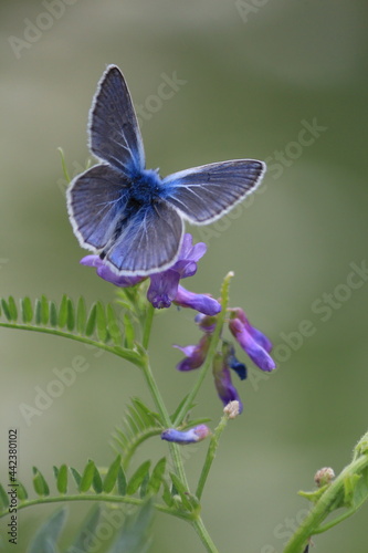 Polyommatus amandus, Amanda's Blue. Butterfly on a flower. A blue butterfly sits on a purple flower 	of cow vetch and drinks nectar. Blue purple natural background. Vertical. 