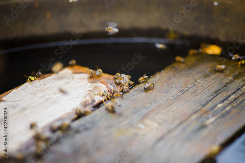 Wild bees drink water from a barrel © Евгения Трастандецка