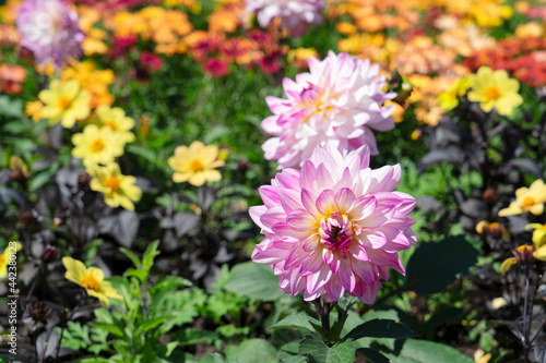 dahlia flowers summer background