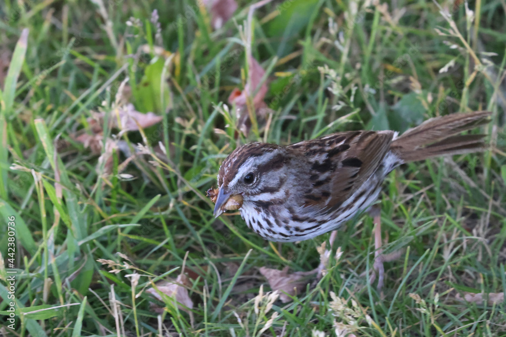 Song sparrow on ground with huge insect in its beak on summer evening Song sparrow on ground with huge insect in its beak on summer evening