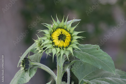 Sunflowers blooming, regular colour or weird coluored
 photo