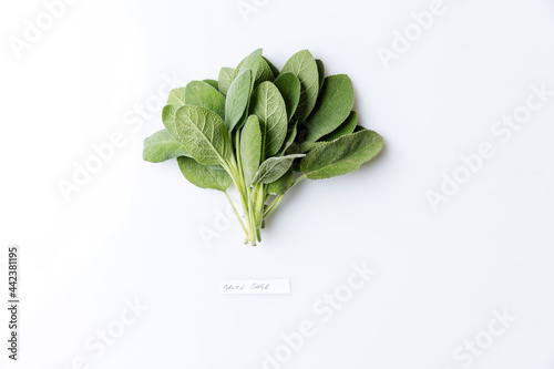 Bunch of sage isolated on white