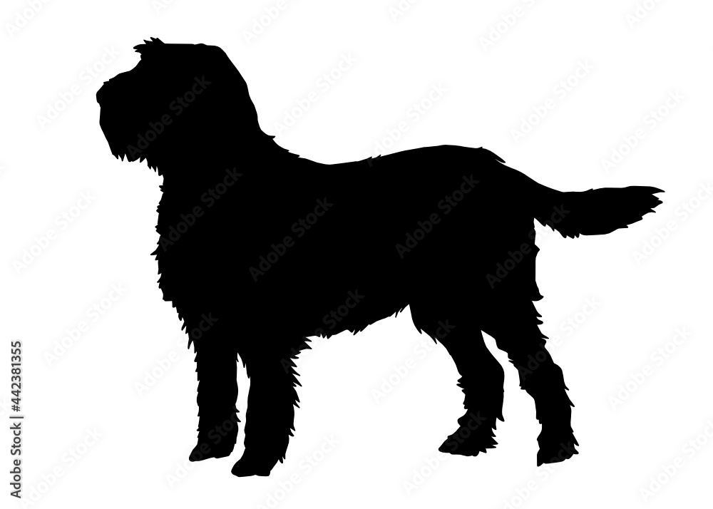 Italian Spinone dog silhouette, Vector illustration silhouette of a dog on a white background. Italian Spinone dog silhouette, Vector illustration silhouette of a dog on a white background.