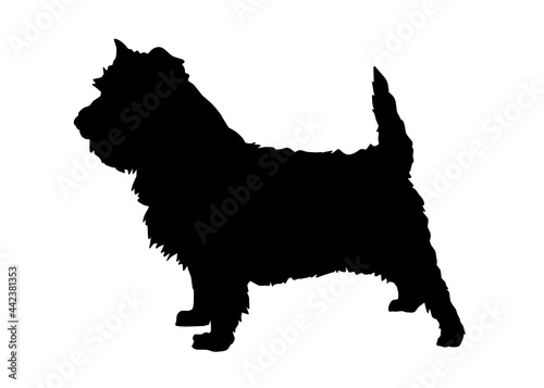 Cairn Terrier dog silhouette, Vector illustration silhouette of a dog on a white background.