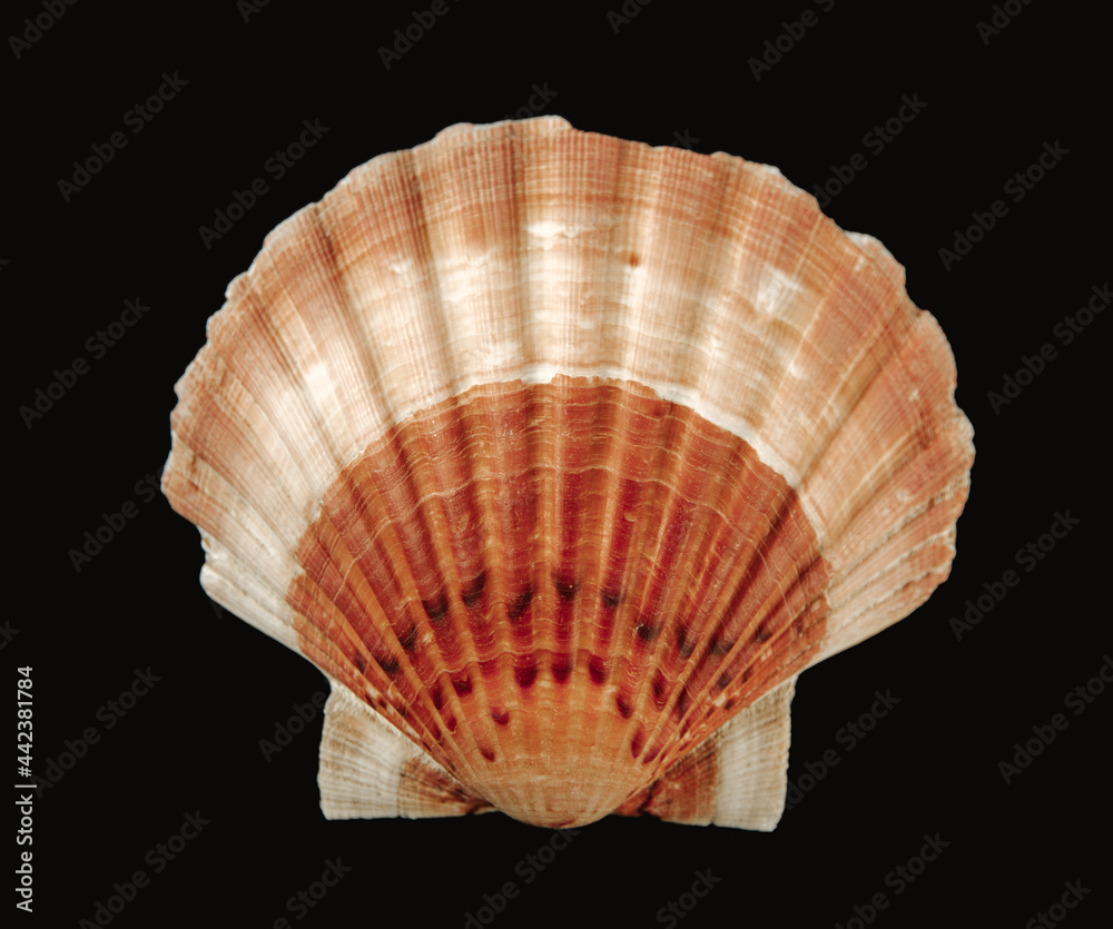 Scallop shell on black background Scallop shell on black background