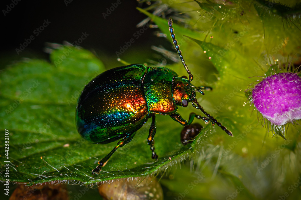 a small rainbow-colored beetle crawls along a leaf to a purple flower a small rainbow-colored beetle crawls along a leaf to a purple flower