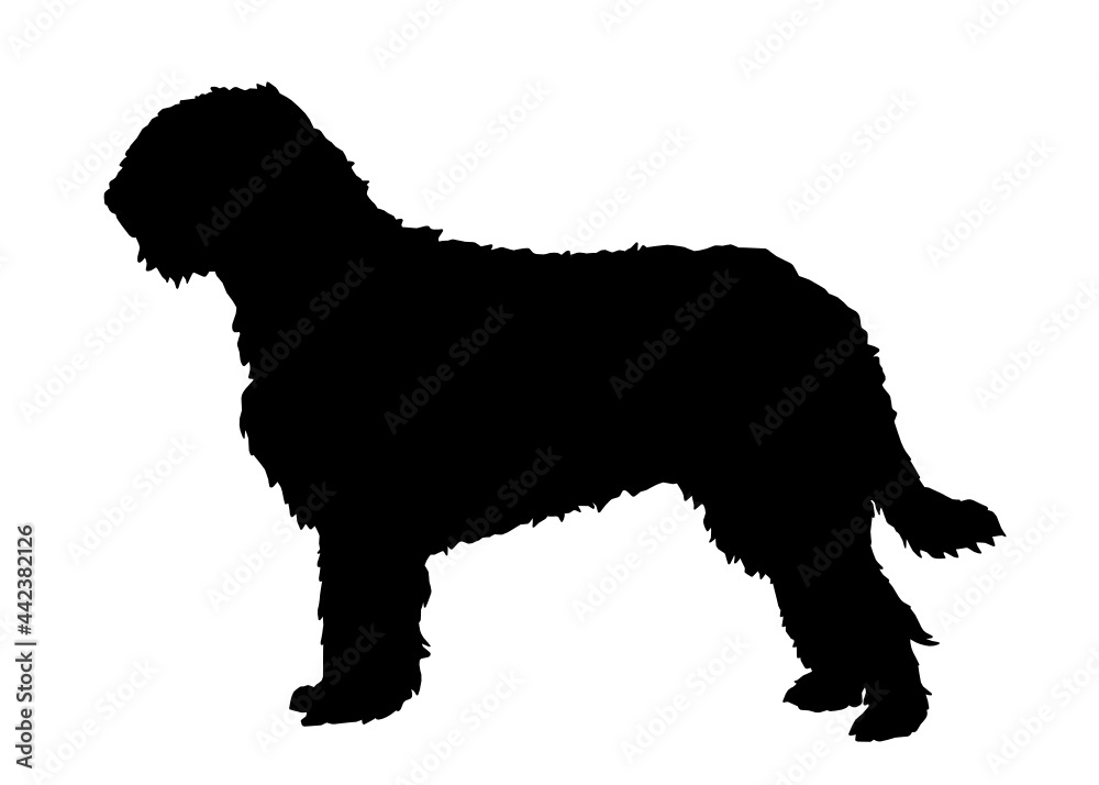 Otterhound dog silhouette, Vector illustration silhouette of a dog on a white background.