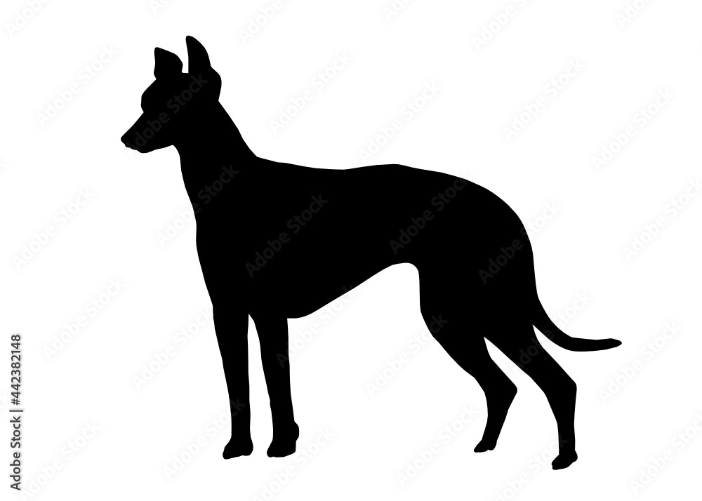 Greyhound dog silhouette, Vector illustration silhouette of a dog on a white background.