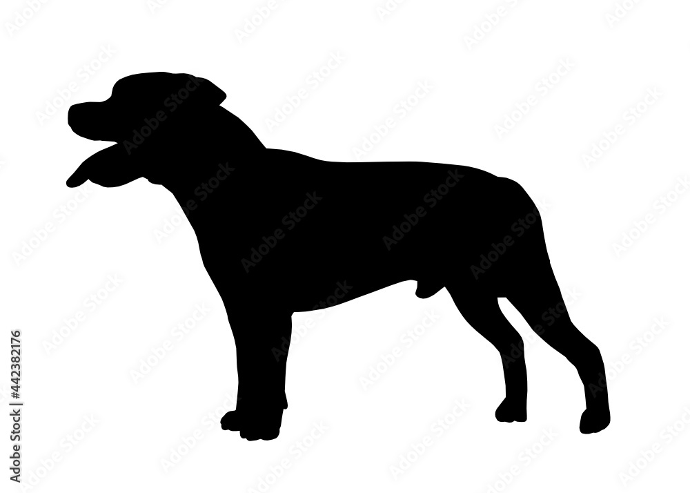 Staffordshire Bull Terrier dog silhouette, Vector illustration silhouette of a dog on a white background.